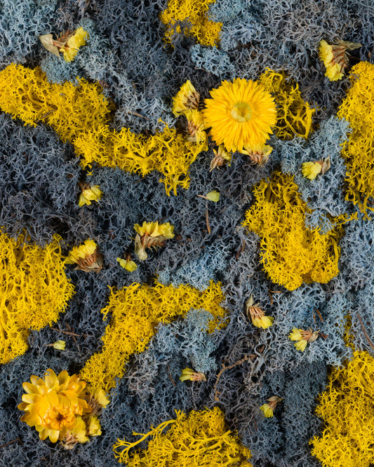 Blue and yellow moss wall with bright yellow flowers fine art print inspired by birds of paradise