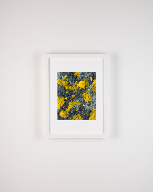 Birds of Paradise - Print