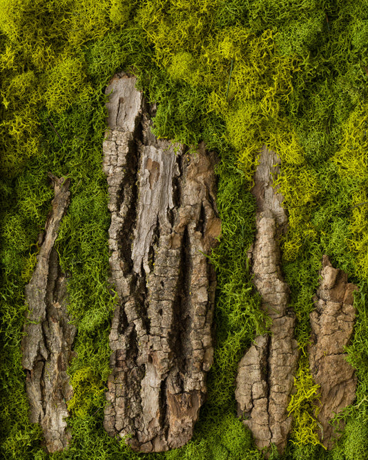 Moss wall with textured dark wood bark pieces fine art print inspired by Stonehenge
