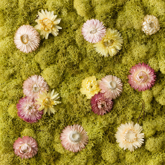 Pastel flowers on a green moss wall fine art print
