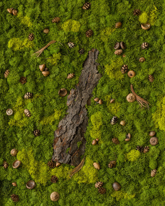 Green moss wall with wood bark, pinecones, and acorns fine art print