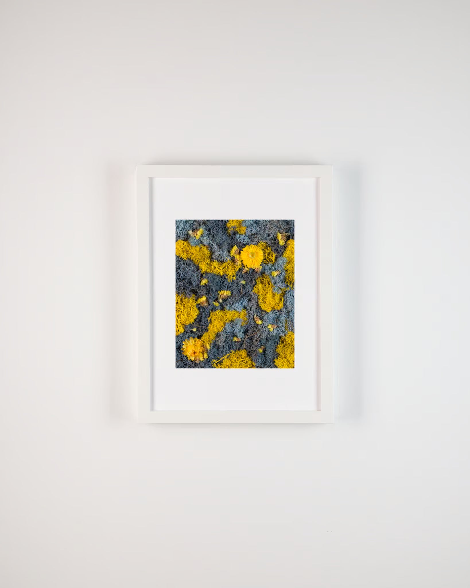 Blue and yellow moss wall with bright yellow flowers fine art print inspired by birds of paradise on white wall