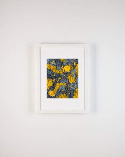 Blue and yellow moss wall with bright yellow flowers fine art print inspired by birds of paradise on white wall
