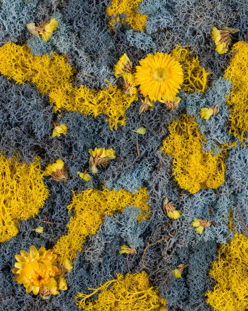 Blue and yellow moss wall with bright yellow flowers fine art print inspired by birds of paradise