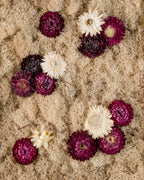 White and deep purple or burgundy flowers on nude or beige moss fine art print