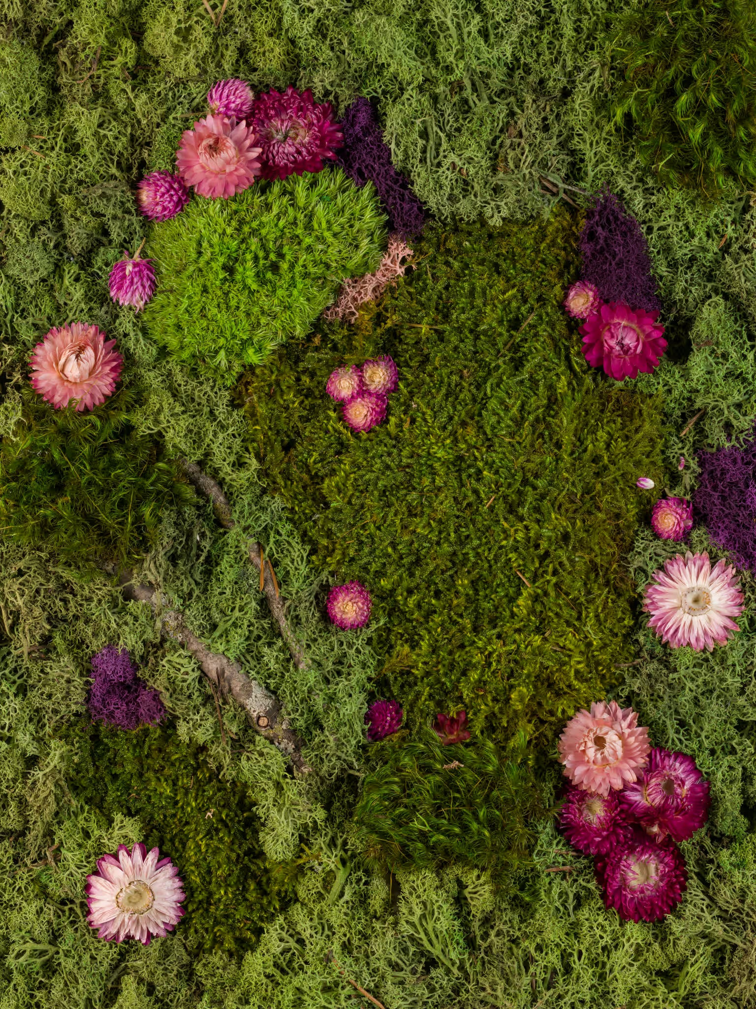 A mix of green and deep purple mosses with vibrant purple and pink flowers fine art print