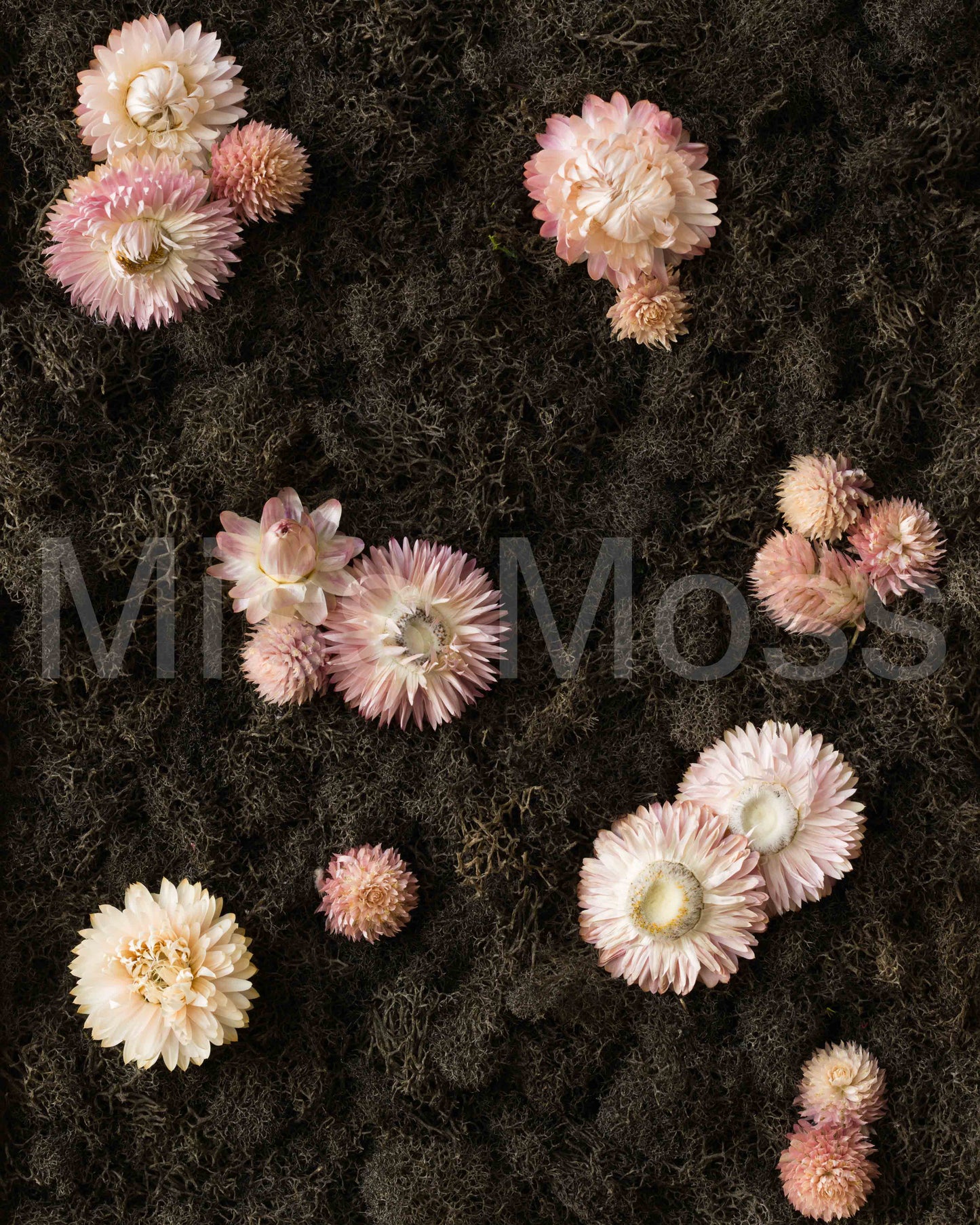 Vespertine - Print