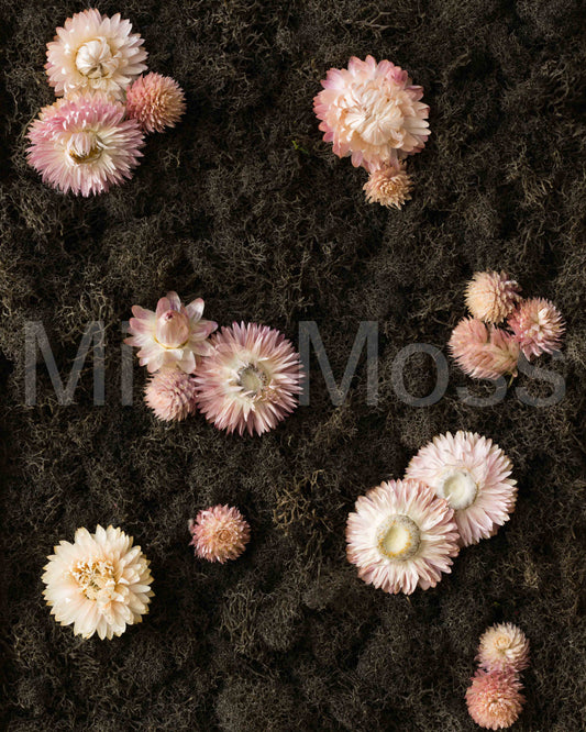 Vespertine - Print