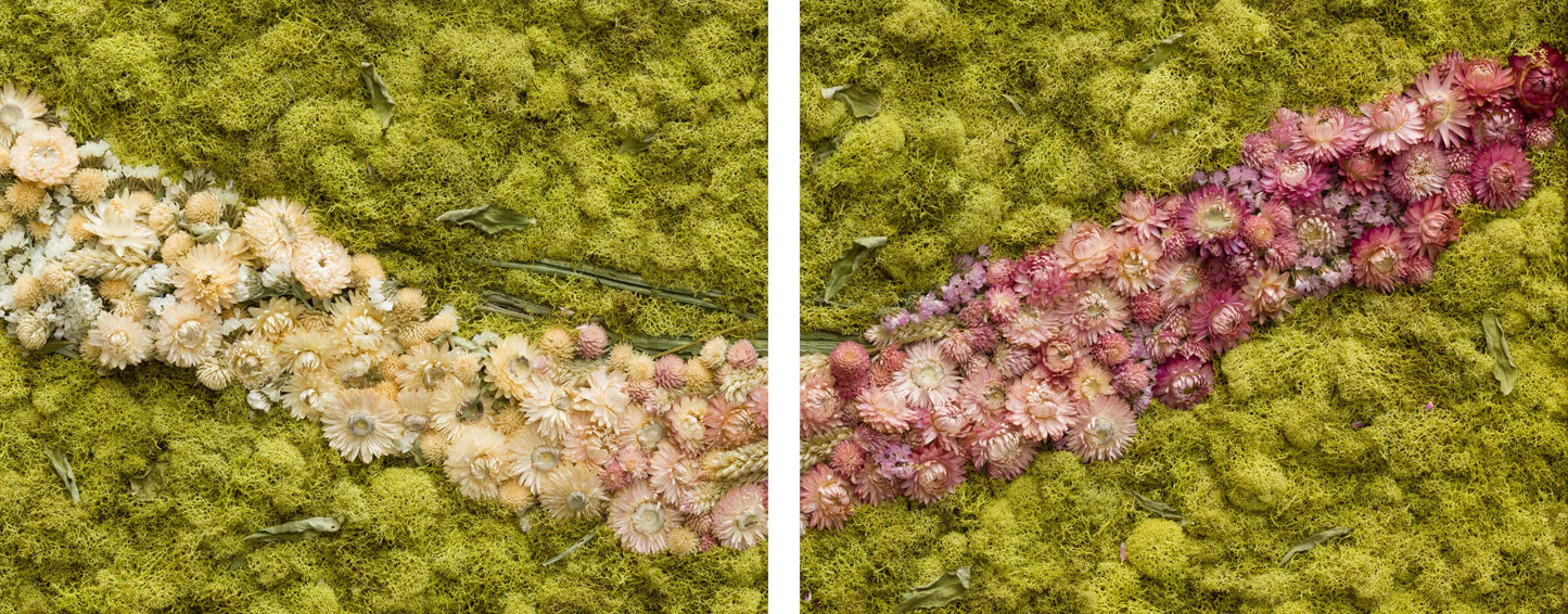 Debutantes - Fine Art Print Duo