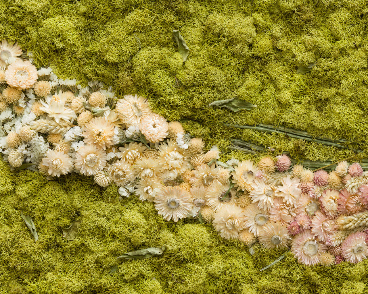 Debutantes - Fine Art Print Duo