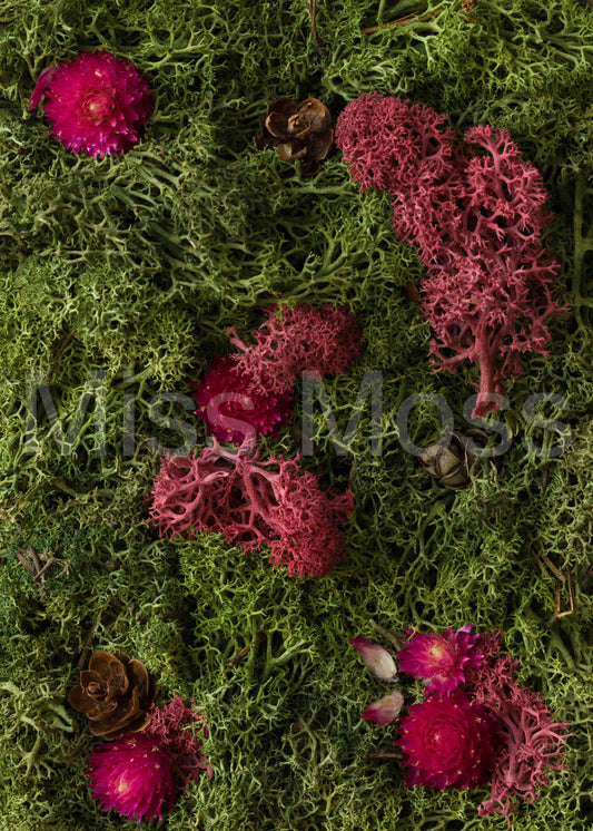 Enchanted Forest - Print