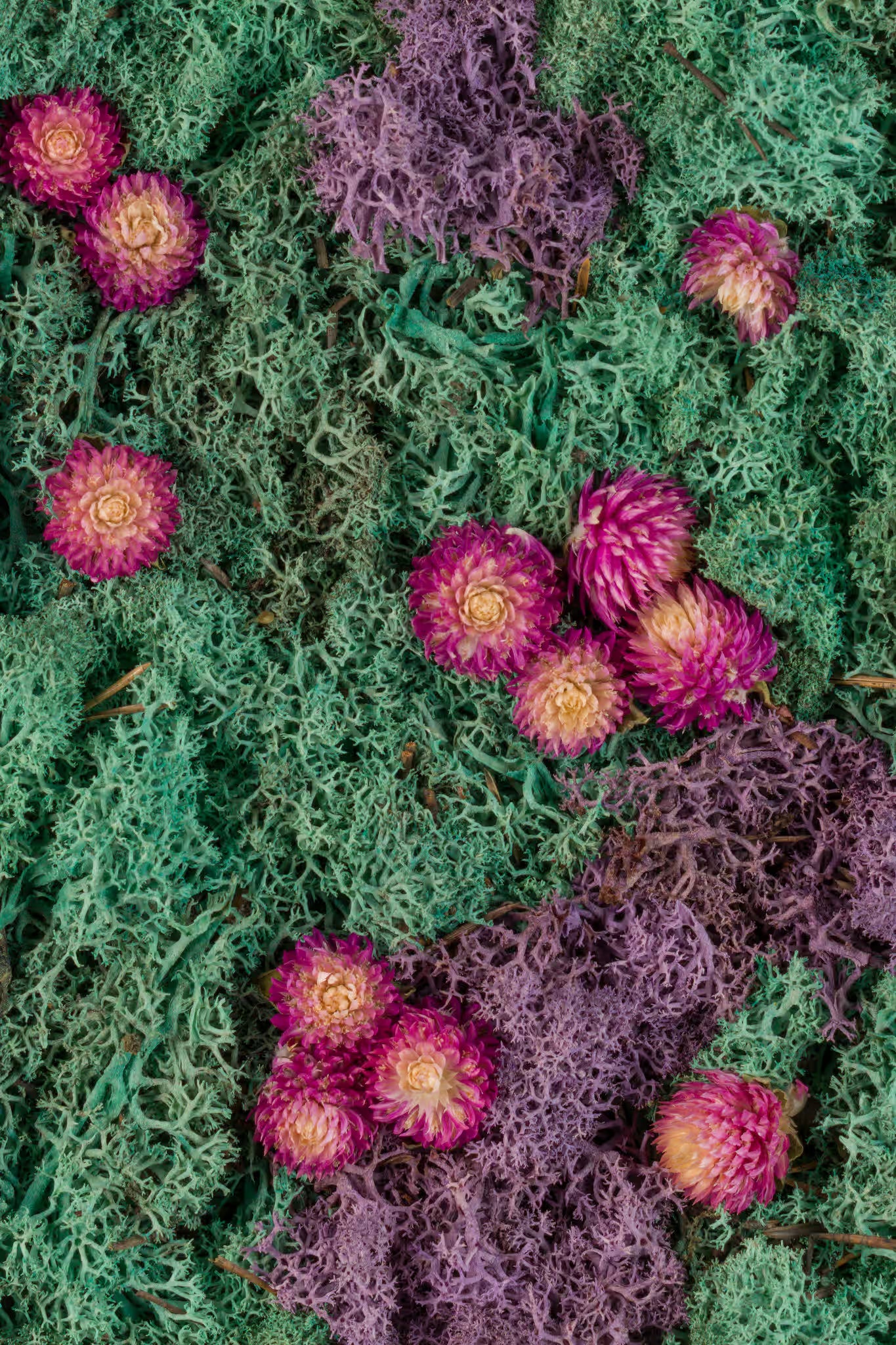Pink flowers on purple and pacific green moss fine art print