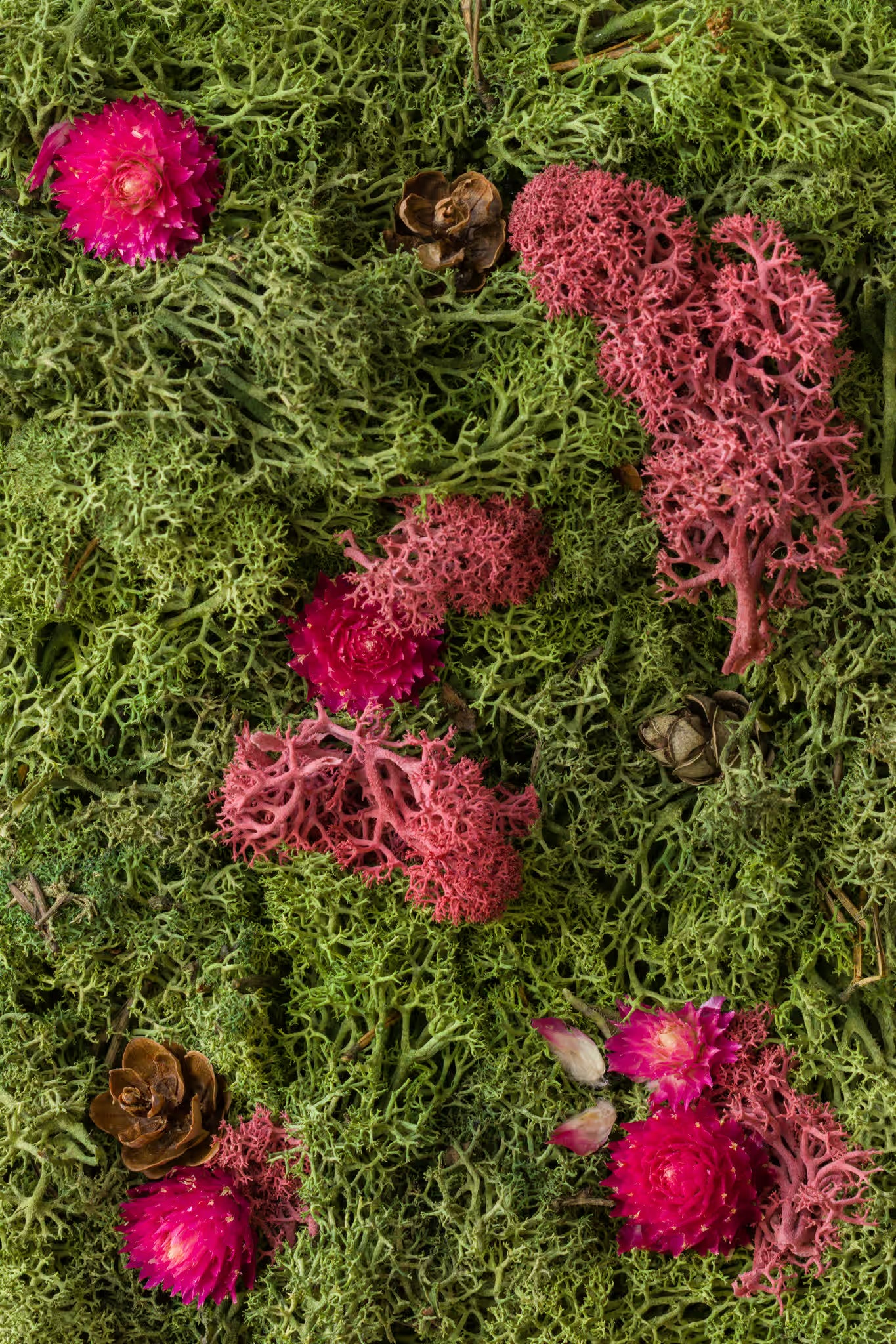 Fuchsia flowers and pine cones on green and burgundy moss fine art print