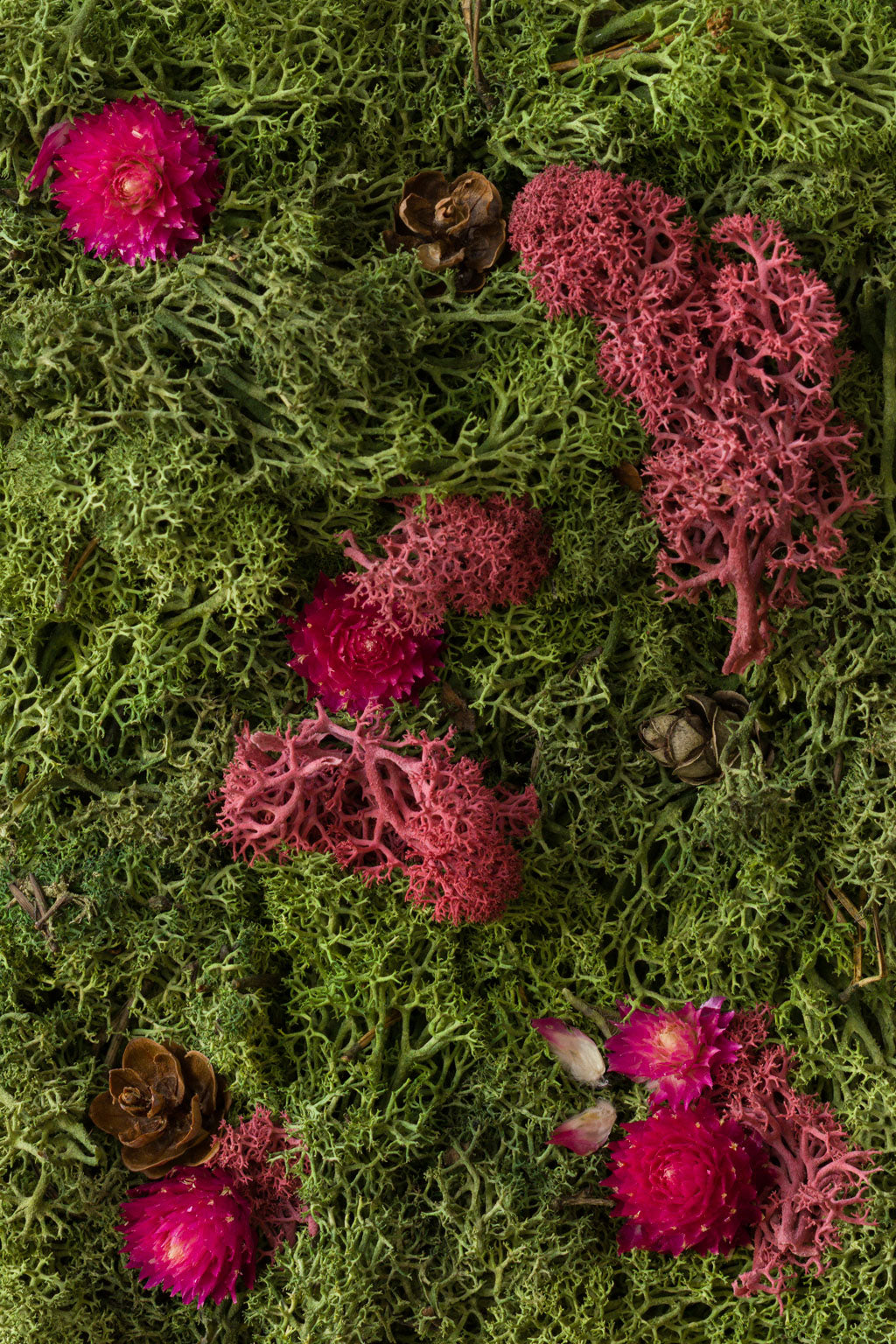 Enchanted Forest - Fine Art Print