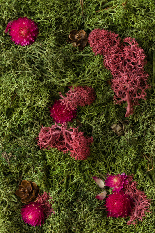 Enchanted Forest - Fine Art Print