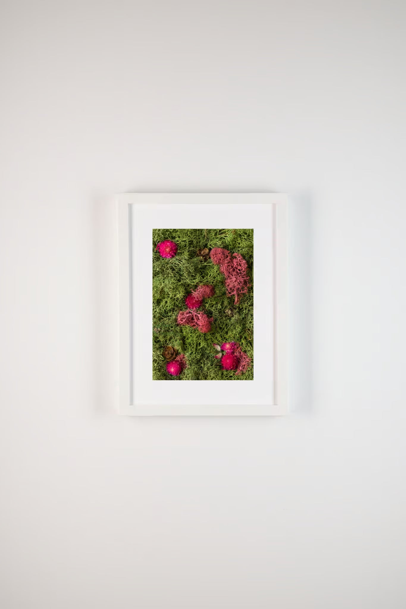 Fuchsia flowers and pine cones on green and burgundy moss fine art print