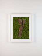 Framed artwork of wooden bark on a green mossy surface with pine cones fine art print