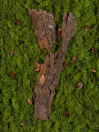 Wooden bark on a green mossy surface with pine cones fine art print