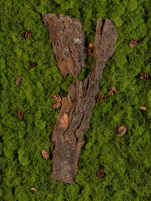 Wooden bark on a green mossy surface with pine cones fine art print