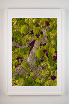 Green moss wall with touches of purple moss and a large tree bark fine art print on a white wall