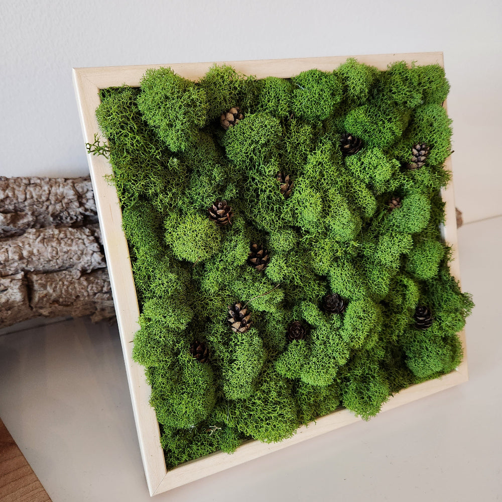 Pine Cones In A Forest