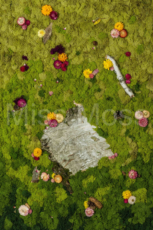 Sweet Birch - Print