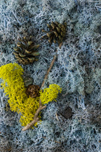 Pine cones and wood on blue moss fine art print
