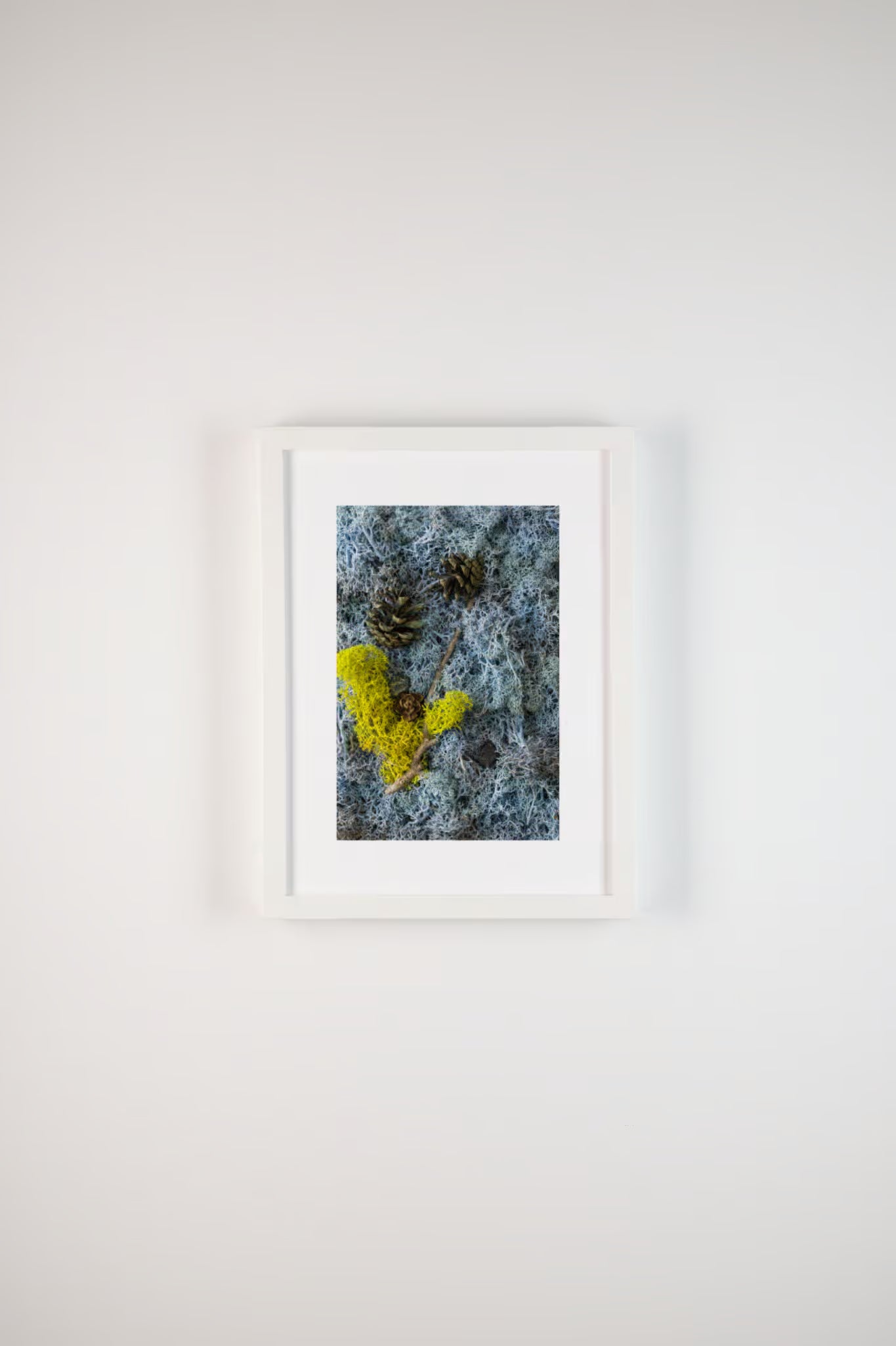 Pine cones and wood on blue moss fine art print