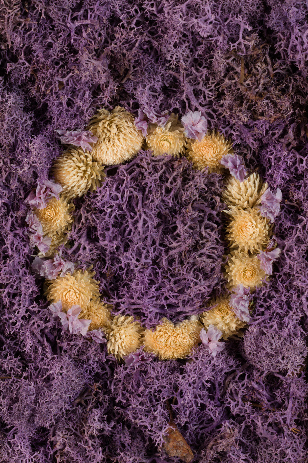 Lavender Fields - Fine Art Print