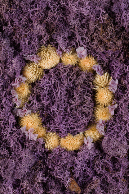 Lavender Fields - Fine Art Print