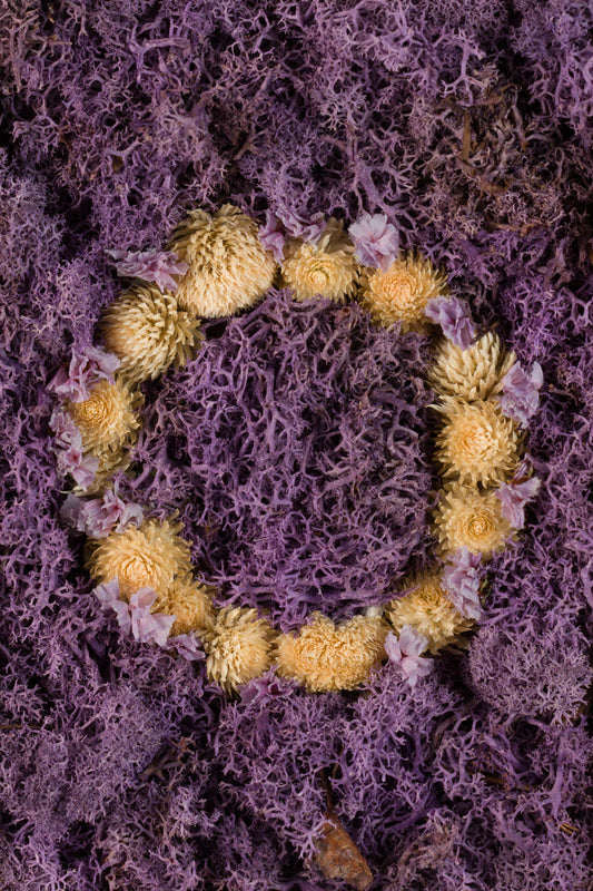 Lavender Fields - Fine Art Print