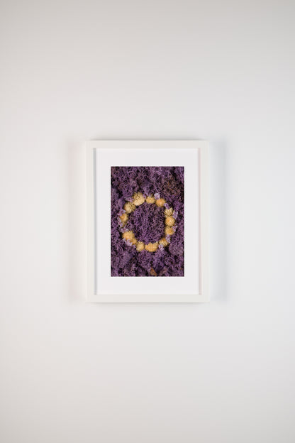 Lavender Fields - Fine Art Print