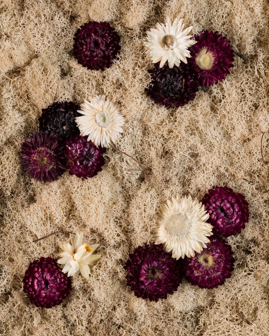 Black Raspberry - Print