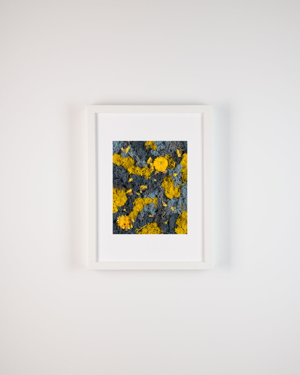 Birds of Paradise - Print