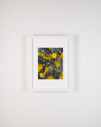 Birds of Paradise - Print