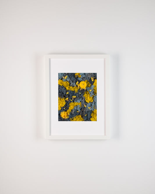 Birds of Paradise - Print