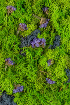 Purple flowers on bright green and blue moss fine art print