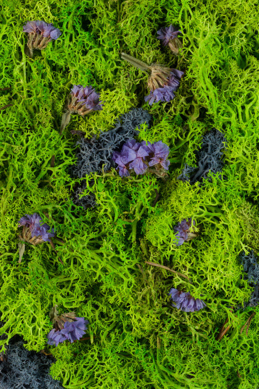 Northern Lights - Fine Art Print