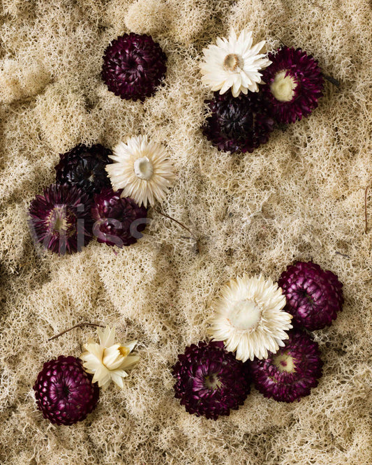 Black Raspberry - Print