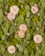 Pink & white flowers on a green moss background fine art print