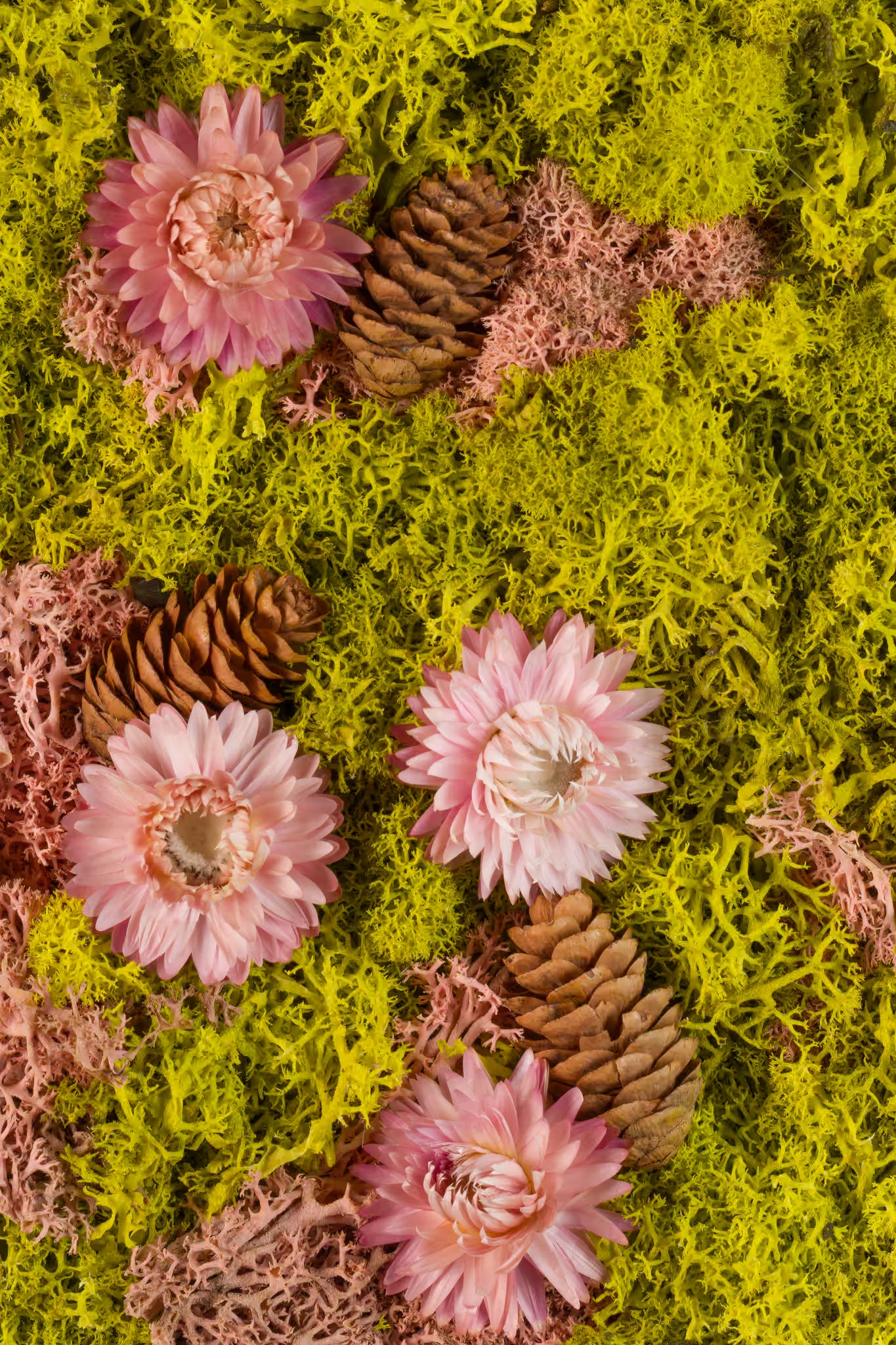 Pink flowers and pinecones on a spring green moss background fine art print