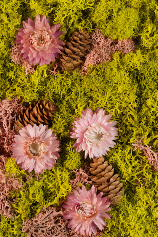 Pink Lemonade - Fine Art Print