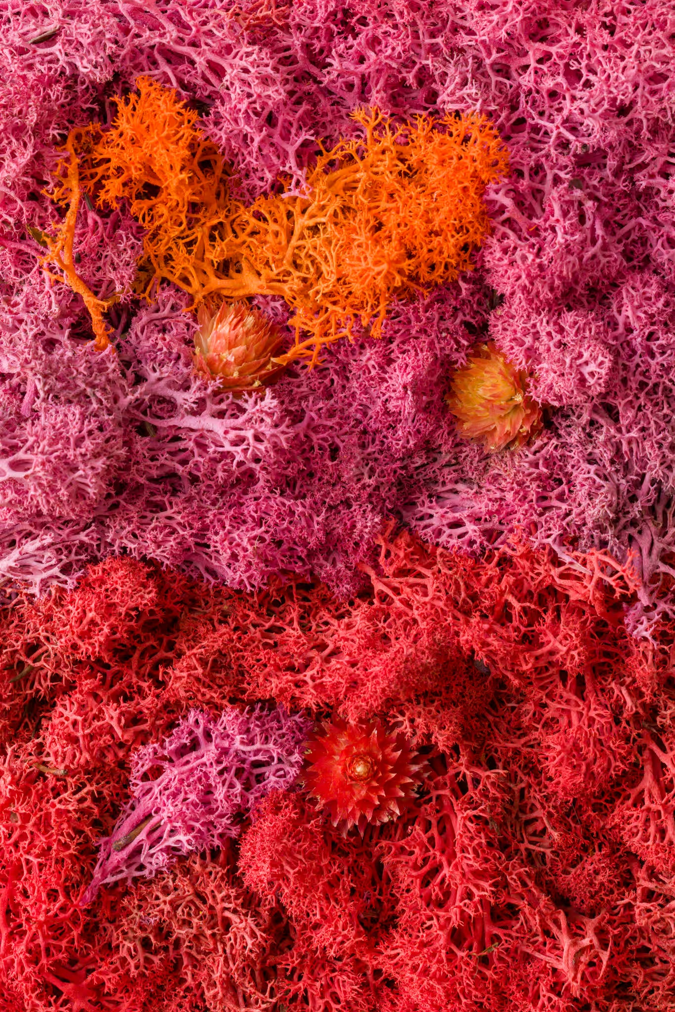 Bright pink, orange, and red moss with flowers fine art print