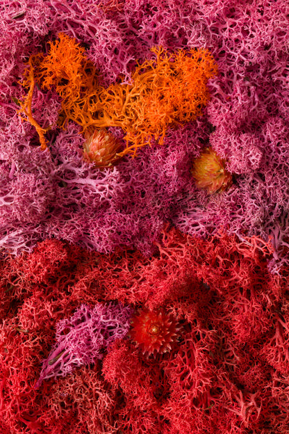 Popsicle - Fine Art Print