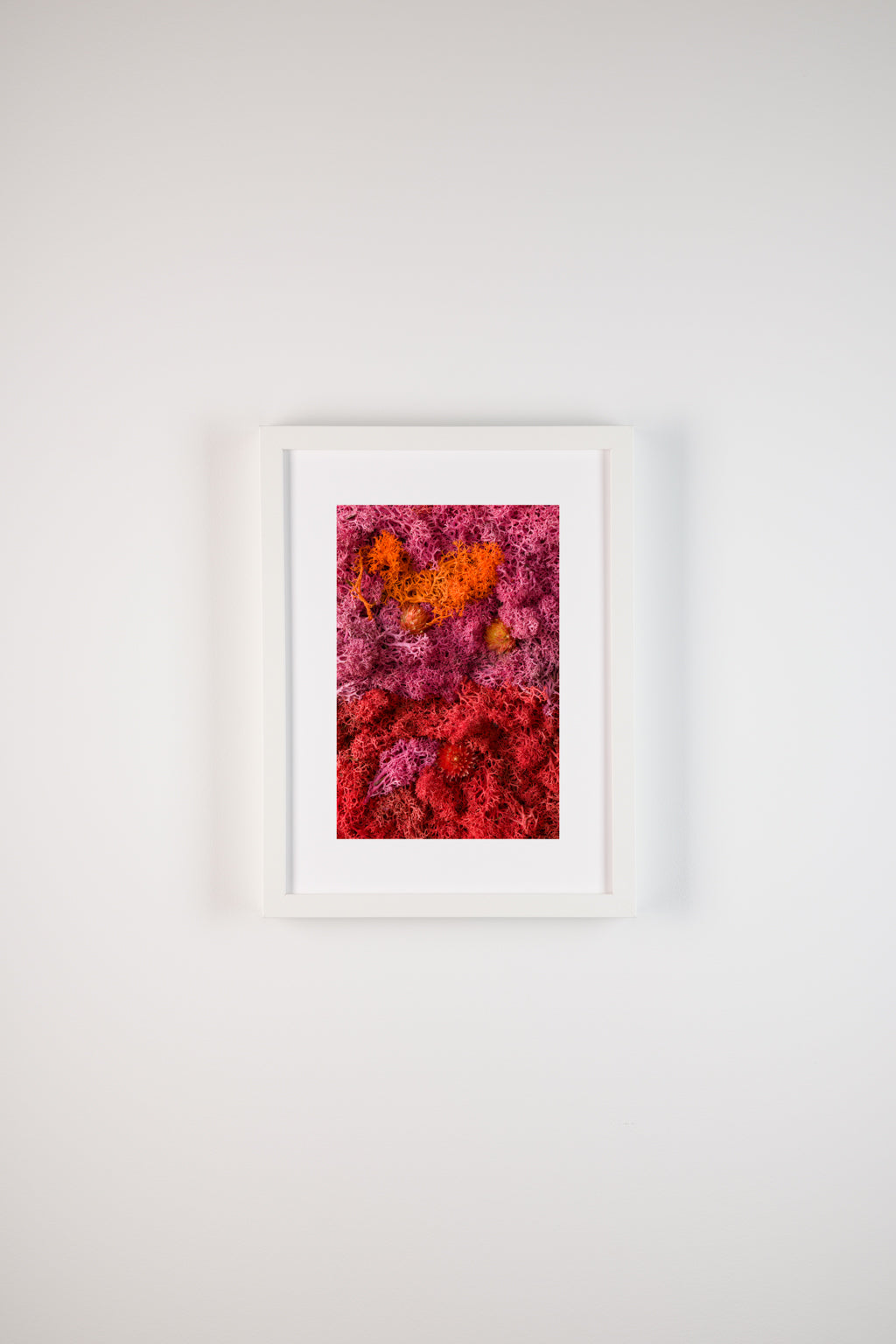 Popsicle - Fine Art Print