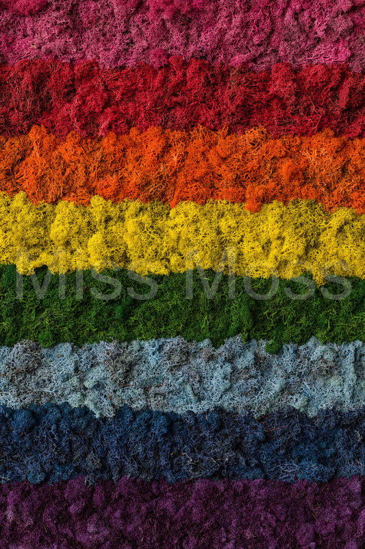 The Rainbow - Print