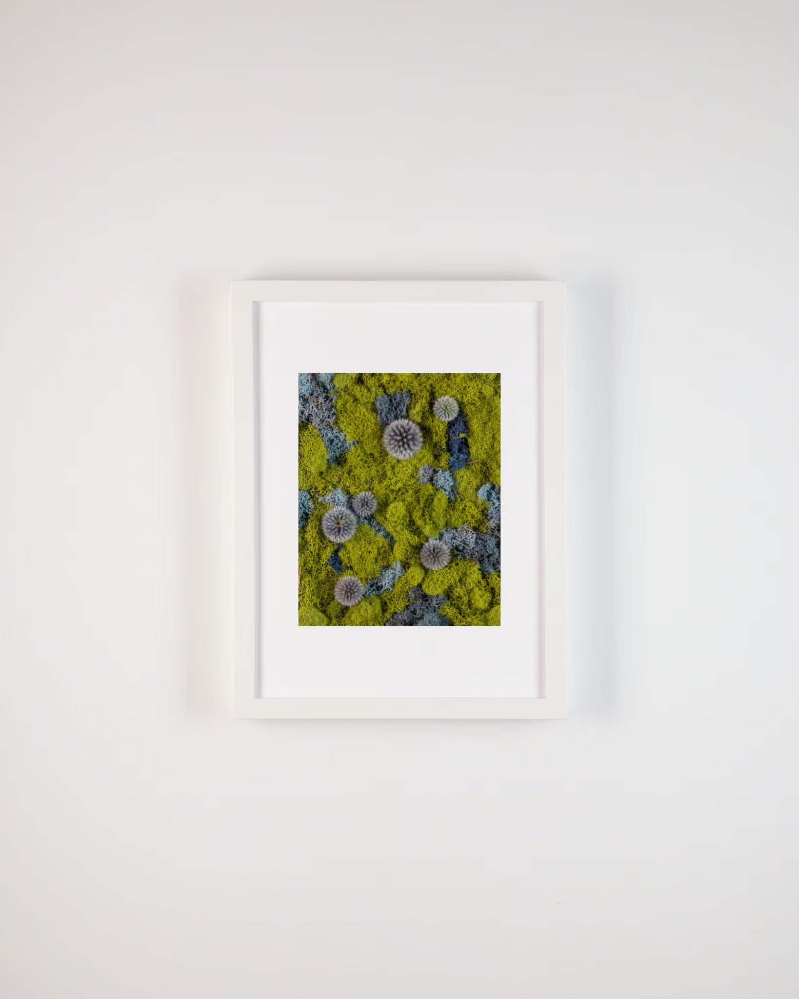 Framed fine art print of blue thistle on green and blue moss 