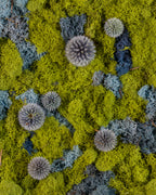 Blue thistle on green and blue moss fine art print
