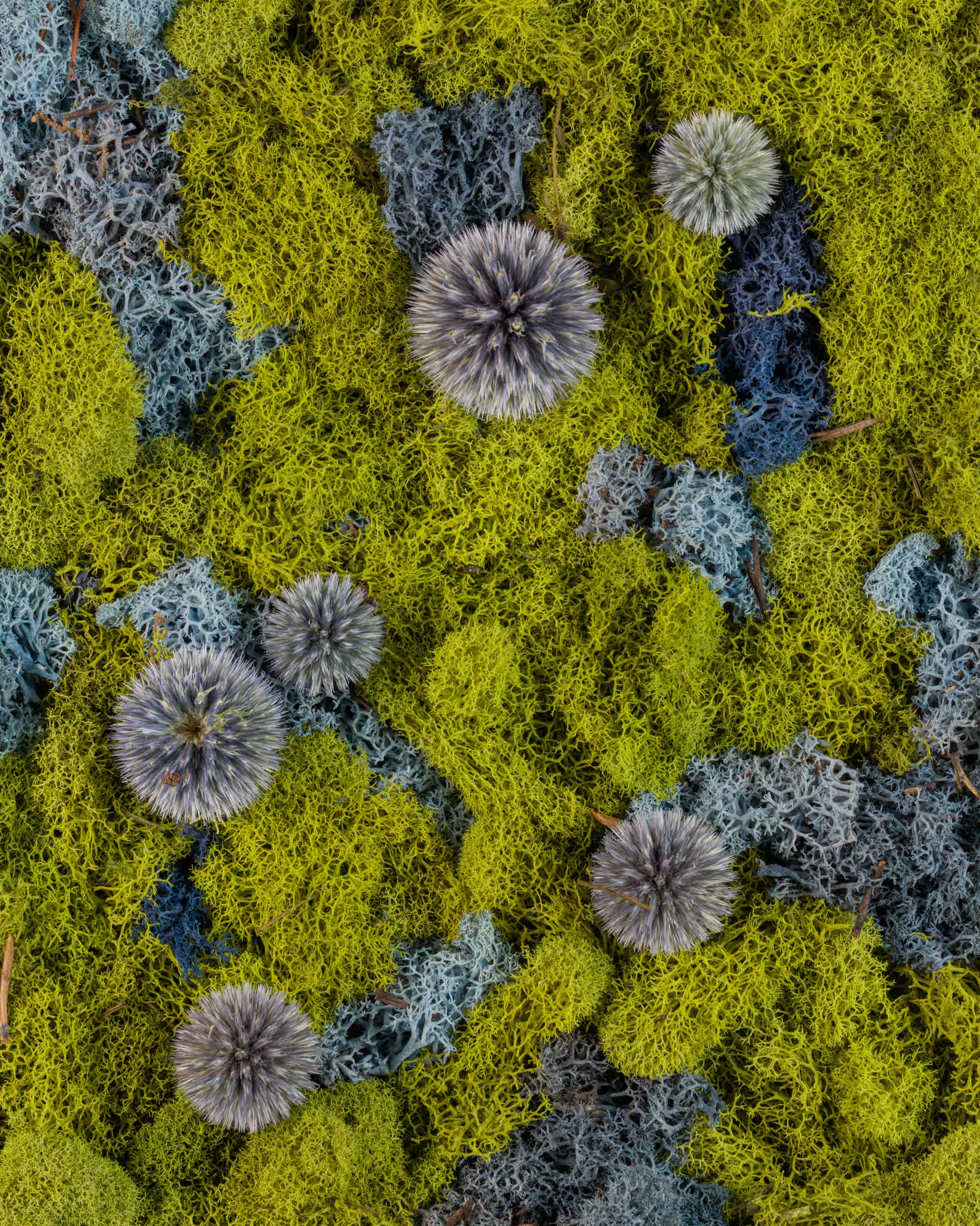 Blue thistle on green and blue moss fine art print