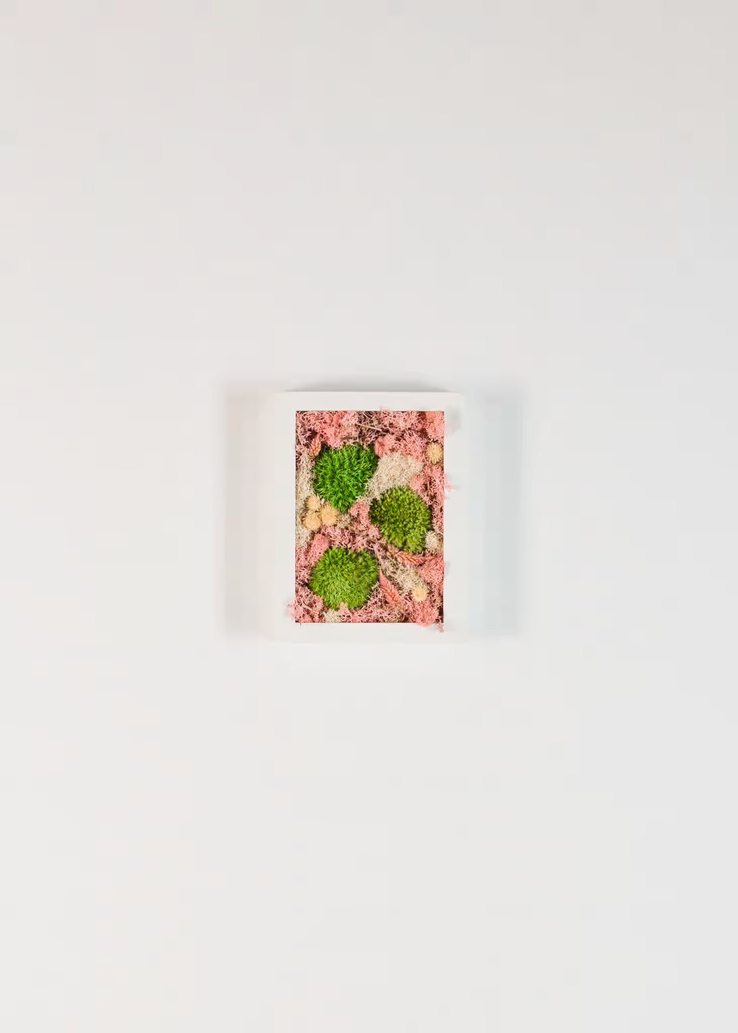 Shortcake - Moss Art
